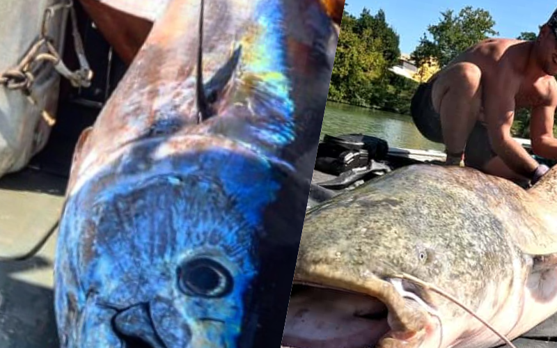 Pesca sportiva in barca